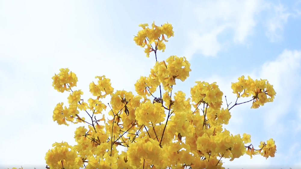 春雷，鳴響奮進的號角